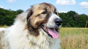 Un perro gigante va todos los días solo a la farmacia por una recompensa que bien merece la insistencia