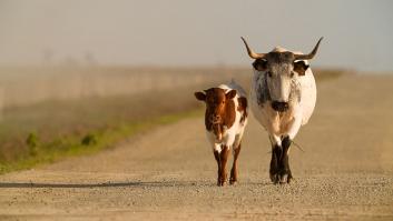 Doñana, "al borde del colapso ecológico": la Unesco urge a mejorar acuífero del parque
