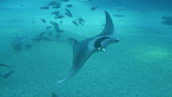 Ni medusas ni carabelas: lanzan alerta en todo el Mediterráneo por la llegada de los "diablos del mar"