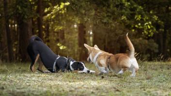 Muestra el sencillo truco con el móvil para saber si tu perro tiene garrapatas