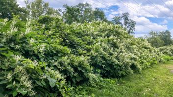 Un vistoso arbusto es una especie invasora que puede acabar con los animales de los ríos