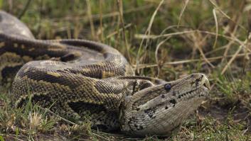 Un guardabosques se enfrenta a una serpiente gigante con un extintor pero hay polémica sobre el motivo de su gesta