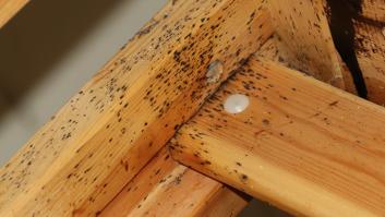 Una experta en control de plagas pide no poner tu maleta en este rincón de la habitación del hotel: "Lo peor que puedes hacer"