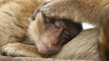El único macaco en libertad que habita fuera de Asia está en la Península Ibérica
