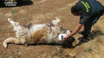 Un investigado en Coín por la muerte de un perro por disparos provocados con un arma detonadora