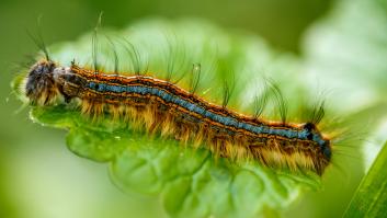Se pone a quitar las malas hierbas y hace un descubrimiento horrible sobre la plaga letal para perros