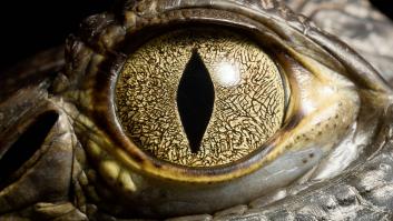 100 personas activan su plan para capturar al cocodrilo más grande y no contaban con la pesadilla de 1075 kilos