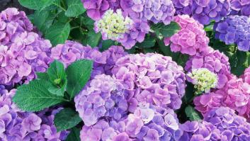 Hay una solución si tu hortensia empieza a marchitarse con el calor