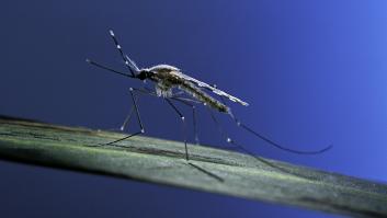 Manuel Peinado, biólogo y experto en mosquitos: "Ahora llegan con más frecuencia porque llegan en sitios insospechados"