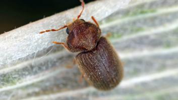 Si ves este insecto de apenas 3 milímetros entrar en tu casa, tienes un gran problema