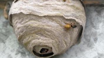 Adiós a las avispas con este remedio barato y eficaz