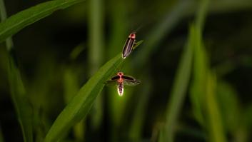 Los investigadores temen que seamos la última generación en ver luciérnagas antes de que desaparezcan para siempre