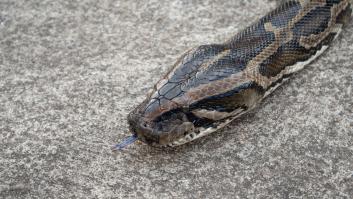 Una serpiente campa a sus anchas por la ciudad y la orden de los expertos es tajante: dejar que siga su camino