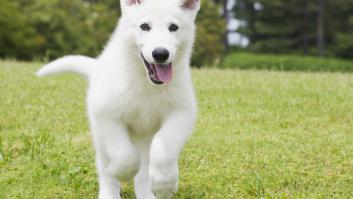 Un perro pasa de ser blanco a gris continuamente y el cambio revela el grave peligro en casa: "Algo andaba mal"