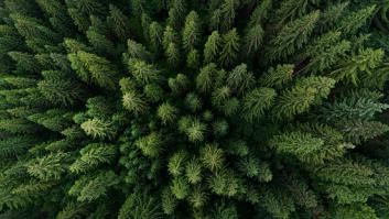 Salen a buscar setas y acaban salvando la vida de un niño: "La escena parecía sacada de una película de terror"