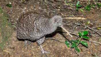 La especie más rara de este extraño animal se consideraba extinta durante décadas hasta que ocurre el milagro