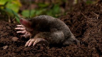 Los científicos quedan estupefactos al hallar en España el fósil prehistórico de este mamífero que puede cambiar su historia evolutiva