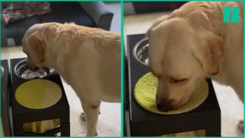 Un Golden Retriever enseña en redes que los modales nunca deben perderse