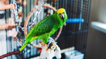 Un loro sobrevive dos semanas en soledad y es rescatado justo a tiempo: "Apenas podía mantenerse en pie"