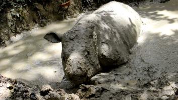 El animal más raro del mundo: solo quedan 50 ejemplares en todo el planeta