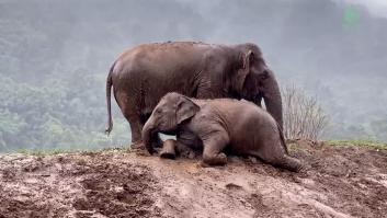 Esta elefanta ciega no quería seguir viviendo hasta que apareció una cría que lo cambió todo