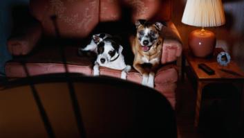 Una investigación apunta a que los perros reaccionan diferente a lo que ven en TV según su personalidad