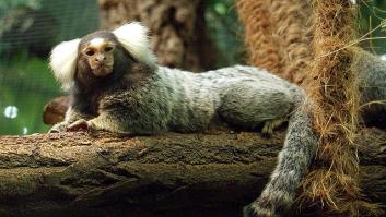 Roban una familia de monos Tití de Pincel de un zoológico de Sevilla