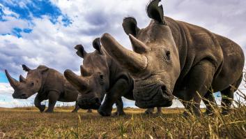 Dos investigadoras reescriben la historia de la evolución a partir del esmalte dental de un rinoceronte de 21 millones de años