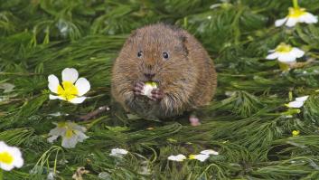 No es ni una rata ni un ratón: es común en España y si la ves en tu jardín actúa de inmediato