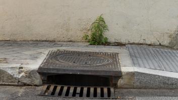 Plaga sin precedentes: las cucarachas salen de las alcantarillas e invaden las calles de esta ciudad a dos pasos de España