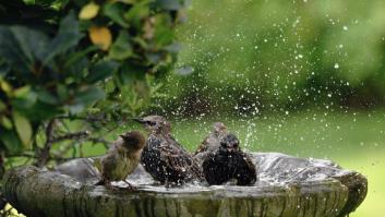 Expertos piden colocar un objeto en el jardín este verano para atraer pájaros de forma “natural”