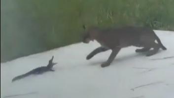 Sale a tomar el aire y la escena que se encuentra en su patio es de lo más surrealista