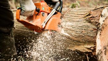 Tala los 16 árboles de más de 50 años de su vecina por capricho y llaman a su puerta con una demanda millonaria