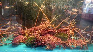 Roban una langosta viva de 5 kilos de un restaurante y lo que ocurre a continuación es puro caos