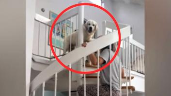 Los Golden Retriever no entienden el funcionamiento de las escaleras de caracol y los dueños improvisan una operación de rescate