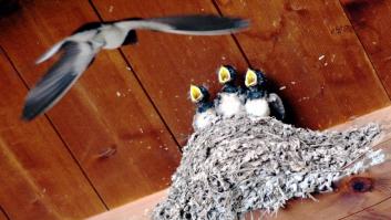 Un hombre en Burgos descubre nidos de golondrina en casa y tras su acción le sobrevuela una multaza