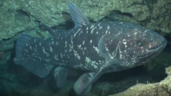 Redescubren una especie que se creía extinta desde la era de los dinosaurios