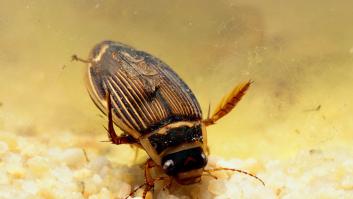 Aviso urgente si ves al escarabajo de apetito bestial que devora todo lo que se encuentra a su paso: no lo recojas