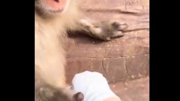 El sorprendente hábito de los monos que fortalece sus lazos sociales