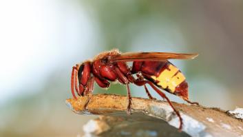 En Reino Unido lanzan alerta por la nueva especie de avispa encontrada en Mallorca