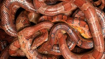 Una mujer sufre una pesadilla de 54 horas al caer en un pozo plagado de mosquitos y serpientes: "Me desesperé por completo"