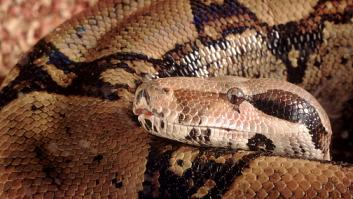 Un hombre tiene una serpiente de 3 metros en su casa y está deseando deshacerse de ella: "Nunca me han interesado"