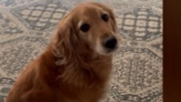 La reacción de este Golden Retriever cuando su dueña estornuda está a otro nivel: "¡Como si tuviera la peste!"