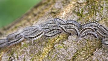 La plaga mortal para perros sube de nivel: fiestas canceladas, los niños deben quedarse en casa