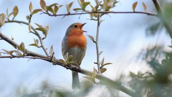 Una mujer cree estar fotografiando a un lindo bebé pájaro hasta que se da cuenta de que está ante un impostor
