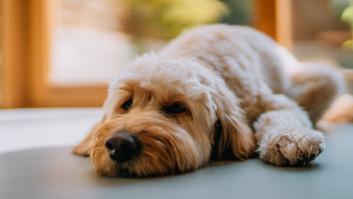 Su perro le demuestra tal cariño que vende su Ferrari para abrir un refugio: "Lo que podía hacer era salvar perros toda mi vida"