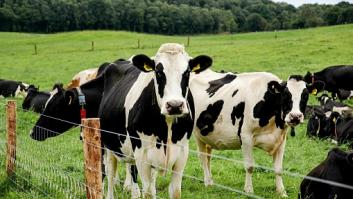 Una joven llega a una finca ganadera, mira a las vacas y se queda pasmada con el intruso insospechado: "El Jägermeister en mi nevera"