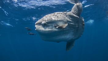 Drenan un estanque para acabar con una especie invasora y se llevan una gran decepción cuando observan las plantas