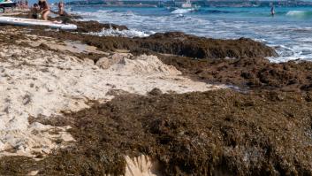 Solicitan medidas urgentes por la invasión del alga asiática en la costa de Cádiz