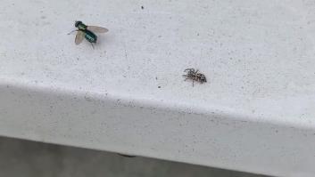 Así caza una araña a una mosca en un abrir y cerrar de ojos